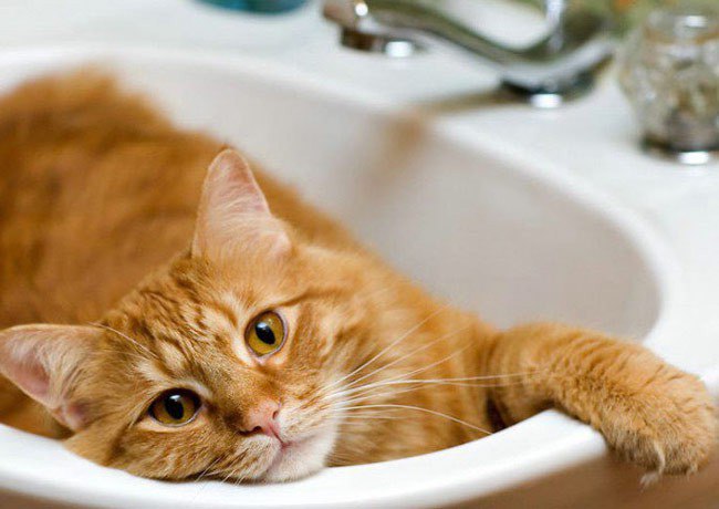 В каких случаях мытье животного необходимо?