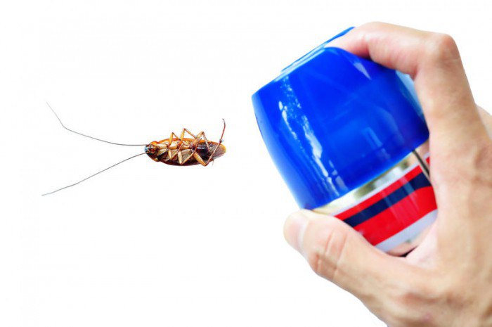 Средства для борьбы с тараканами и их применение
