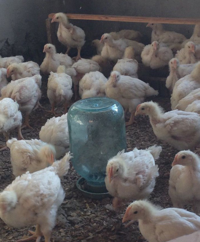 Как вырастить в домашних условиях суточных цыплят: правила кормления