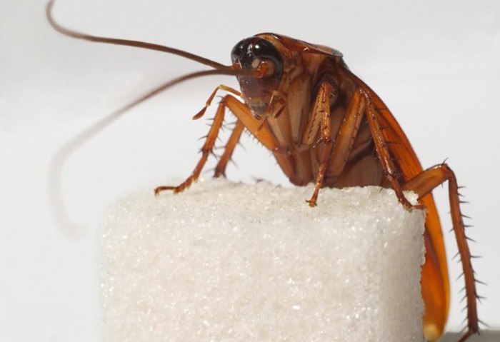 Существуют ли эффективные народные средства от тараканов?