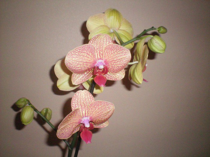 Как следует правильно обрезать орхидею после цветения
