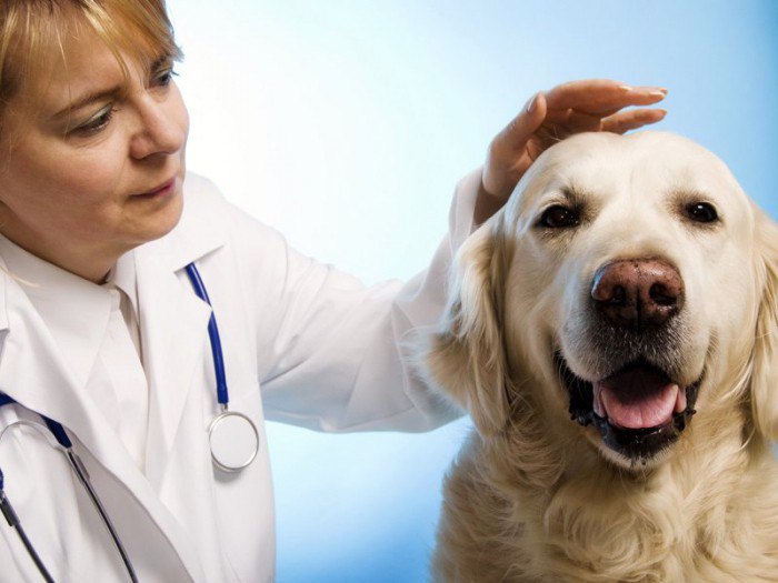 Что такое эндометрит у собак?