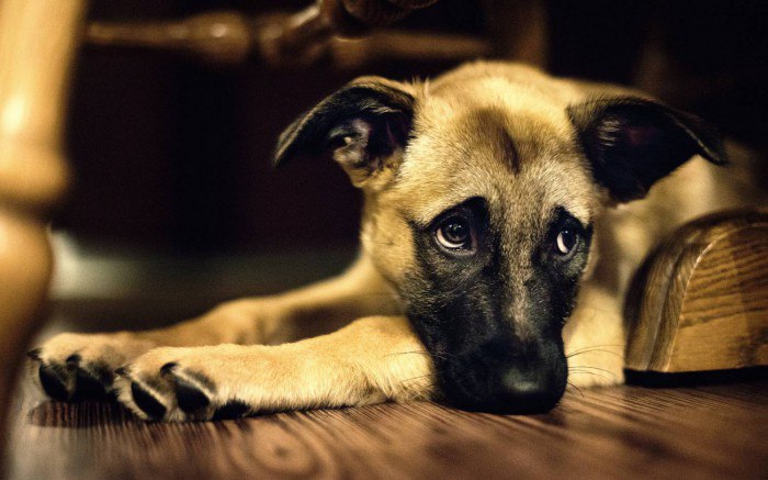 Почему возникает послеродовой эндометрит у собак