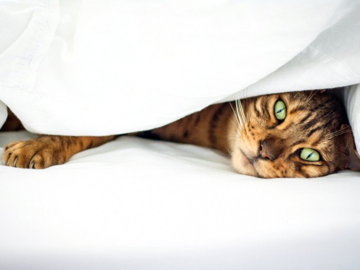 Как лечить котенка от насморка?
