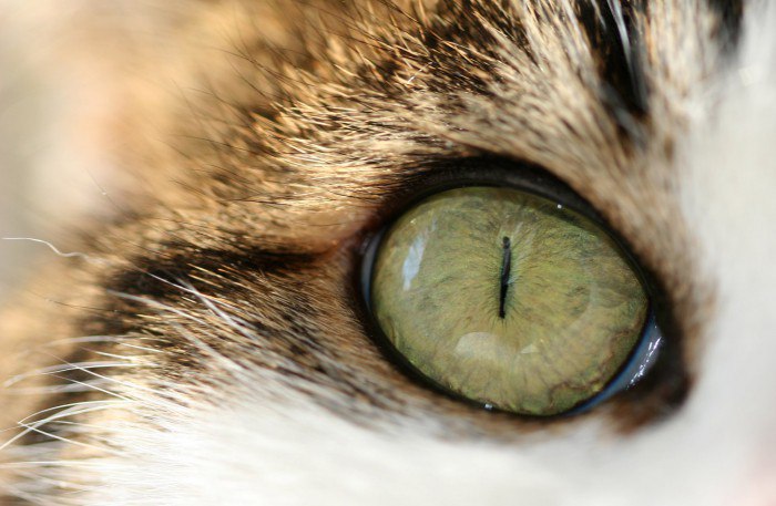 Почему гноятся глаза у кошки?