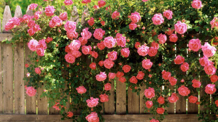 Как правильно проводить обрезку плетущихся роз с крупными соцветиями?