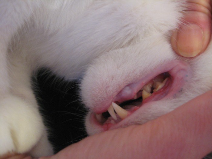 Лечение язвенного стоматита у кошек
