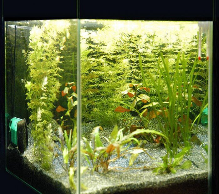 Как полностью поменять воду в аквариуме с рыбками