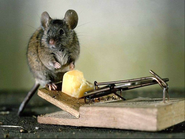 Борьба с мышами и крысами