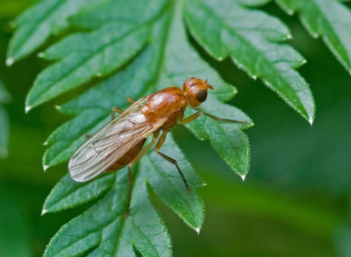 Симптомы повреждения растений морковной мухой