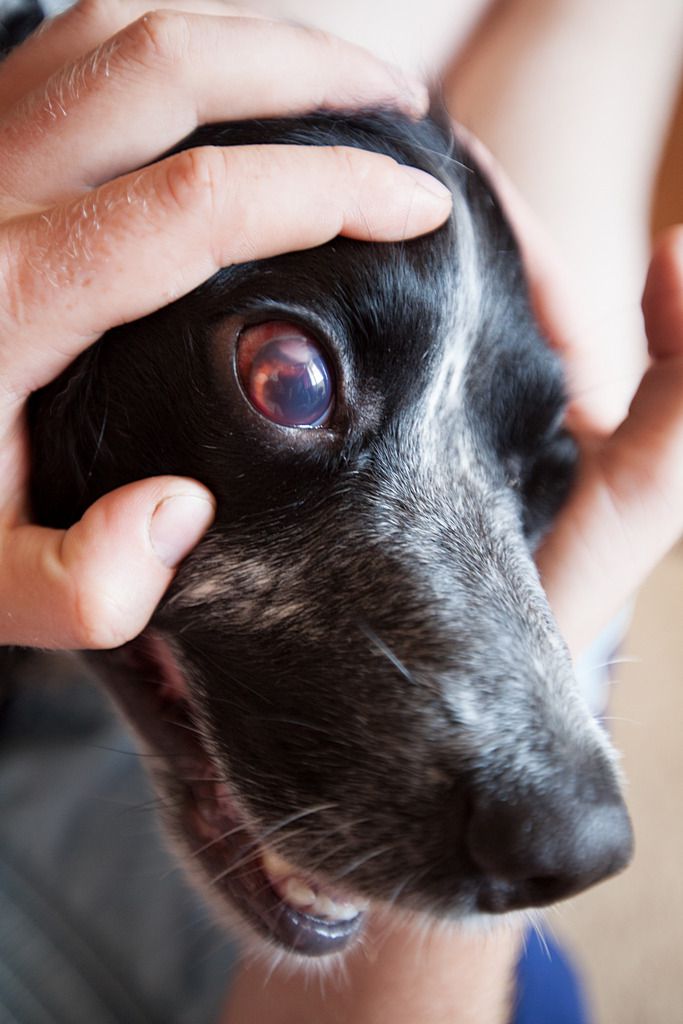 причины Красных белков глаз у собаки