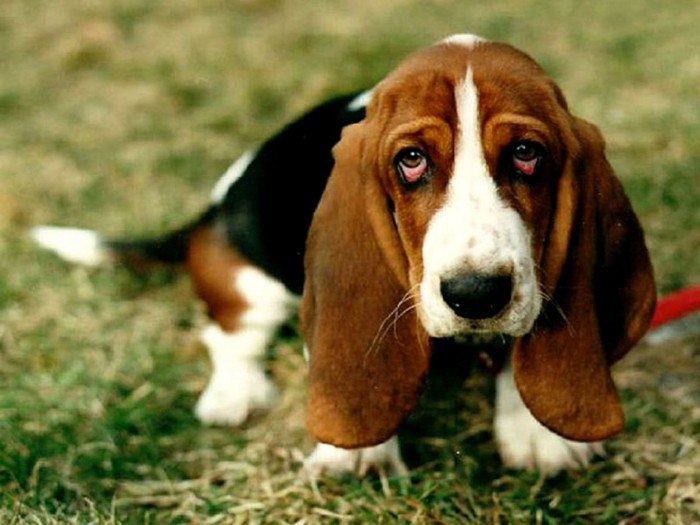 причины Красных белков глаз у собаки