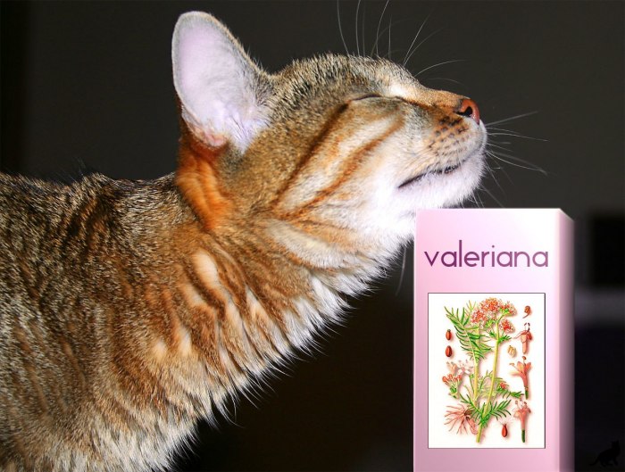 Ваш кот обожает валерьянку