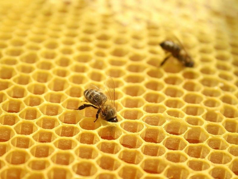 Лечение варикоза укусами пчел: особенности проведения процедуры
