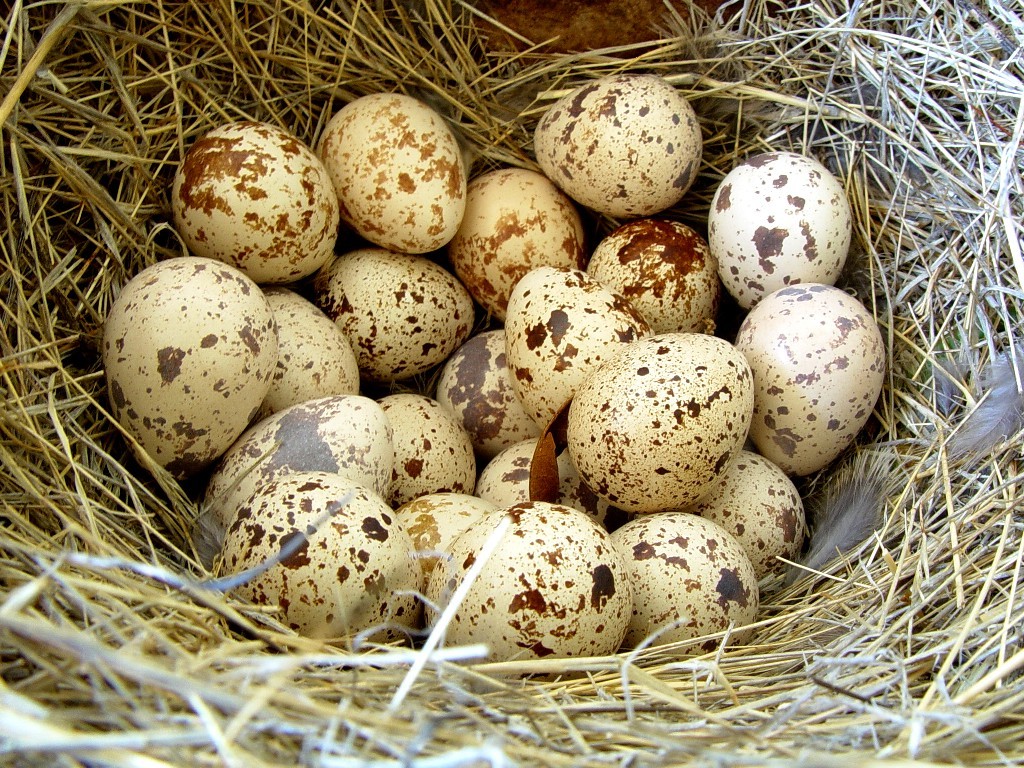 Диета для эффективного похудения на перепелиных яйцах