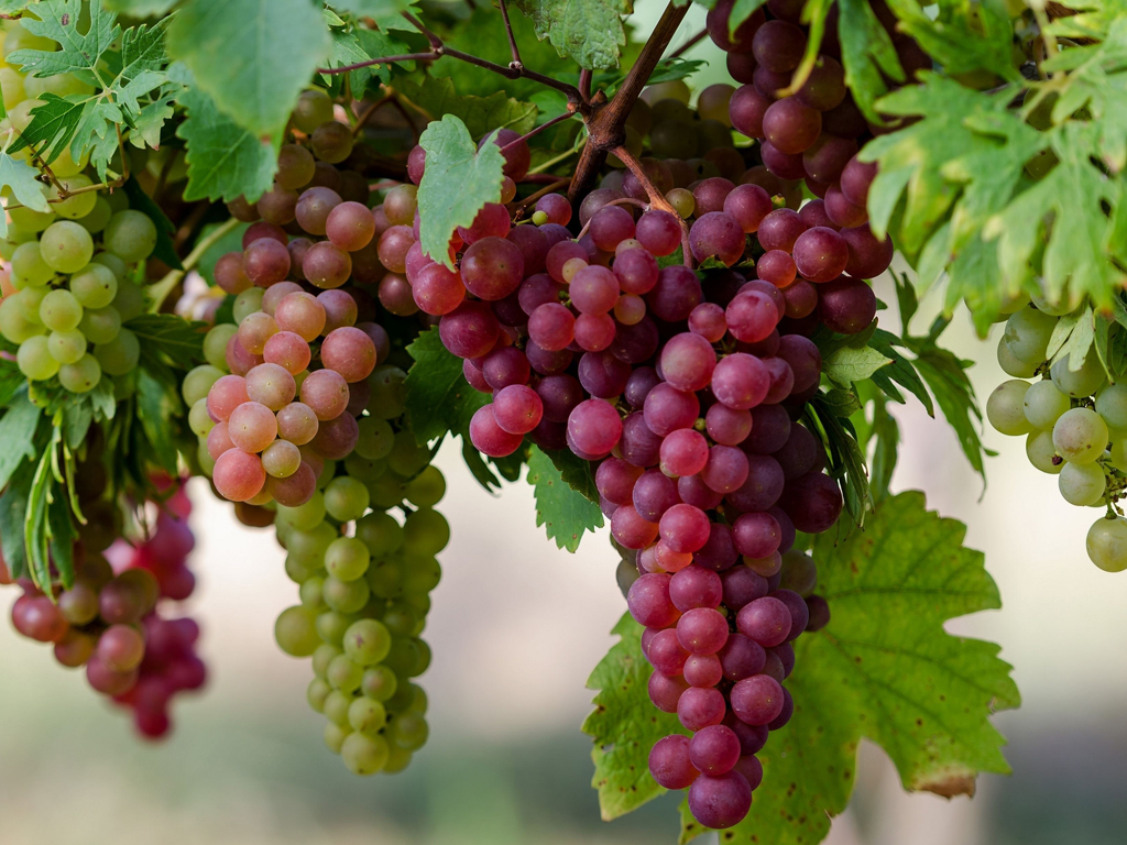 Калорийность винограда на 100 грамм